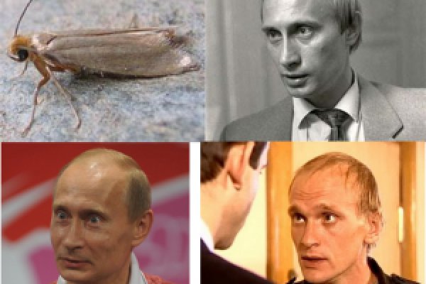 Кракен перейти